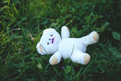 Teddy bear in grass