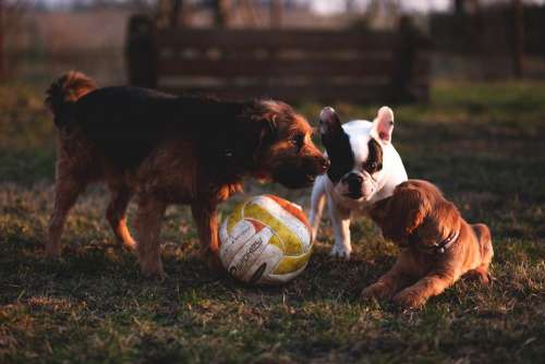 Three dogs with a ball