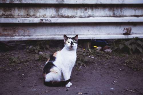 Tricolor cat