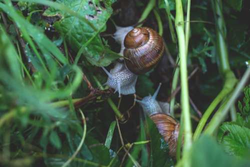 Two snails in grass