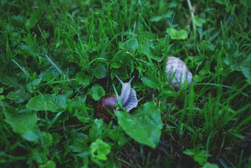 Two snails in grass 2