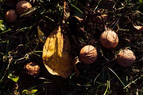 Walnuts on the ground 2