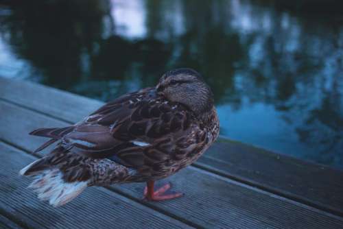 Wild duck on the pier