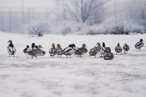 Wild ducks in winter