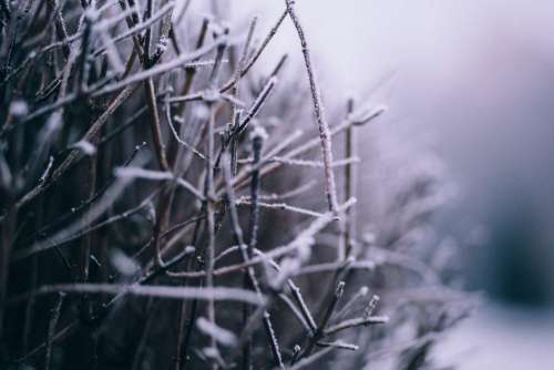 Winter frost 4