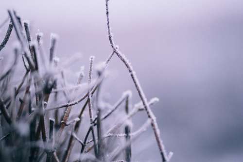 Winter frost 5