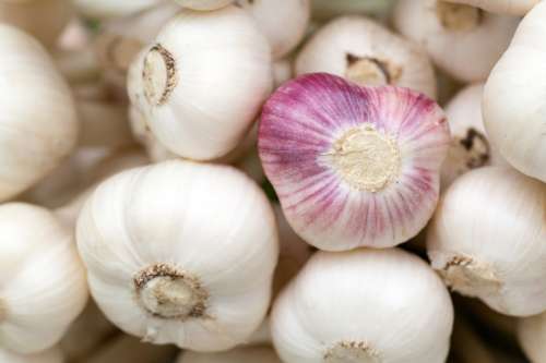 A bunch of Garlic Cloves free photo