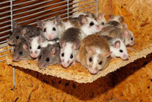 A group of mice on a piece of wood free photo