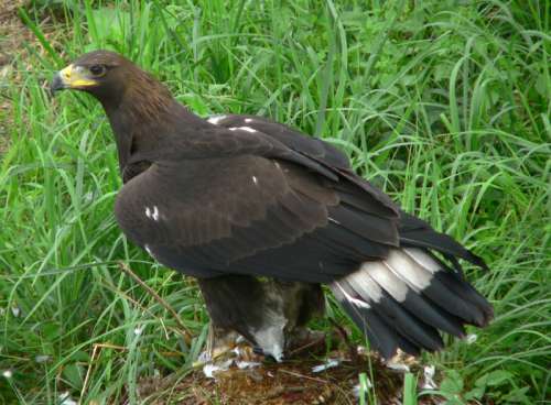 Adolescent Golden Eagle - Aquila chrysaetos free photo