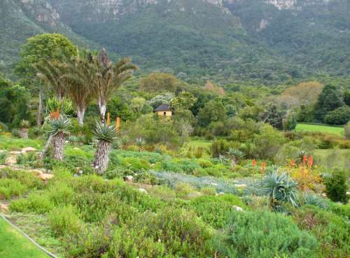 Aloe garden landscape in Cape Town, South Africa free photo