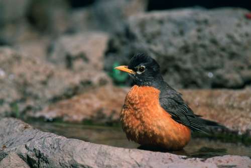 American Robin Picture - Turdus migratorius free photo