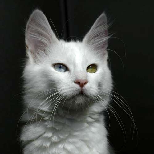 Angora Cat with different colored eyes in Ankara, Turkey free photo