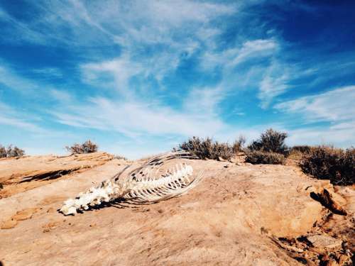 Animal Skeleton under the sky in the desert free photo