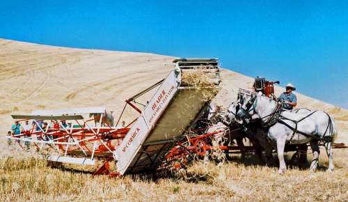 Antiquated threshing techniques in the field in Colfax, Washington free photo