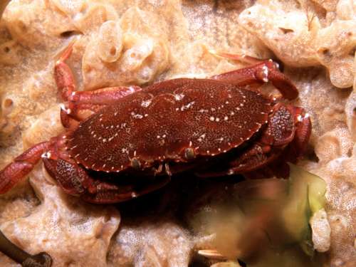 Atlantic rock crab - Cancer irroratus free photo