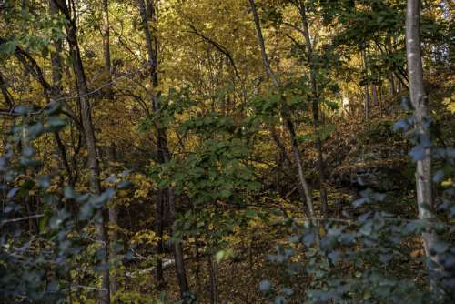 Autumn Foliage in the forest at Pewit's Nest, Wisconsin free photo
