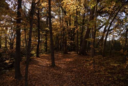 Autumn Forests Full of Foliage at Pewit's Nest, Wisconsin free photo