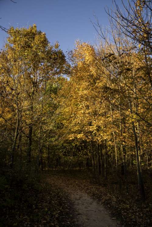 Autumn tree corridor at Pike Lake State Park, Wisconsin free photo