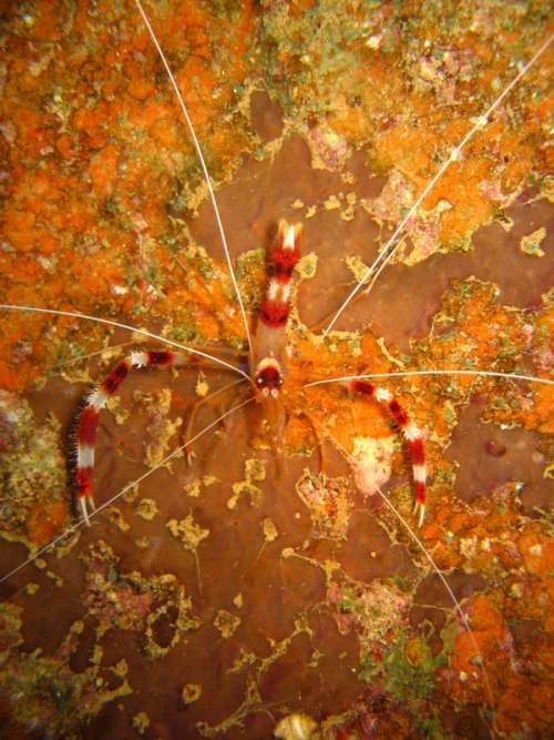 Banded coral shrimp - Stenopus hispidus free photo
