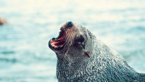 Seal Barking free photo