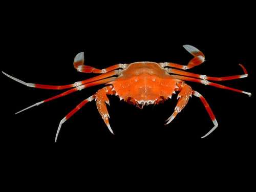 Bathyal swimming crab - Bathynectes longispina free photo