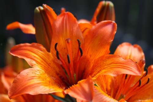 Beautiful orange lily flower free photo