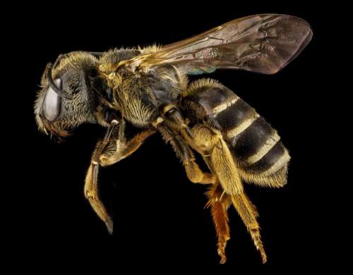 Bee macro closeup free photo