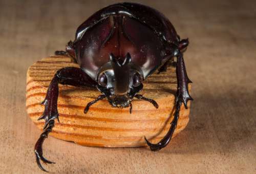 Beetle on a peg of wood free photo