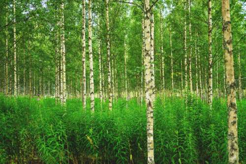 Birch Forest in Russia free photo