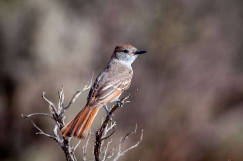 Bird on branch in Santa Fe, New Mexico free photo