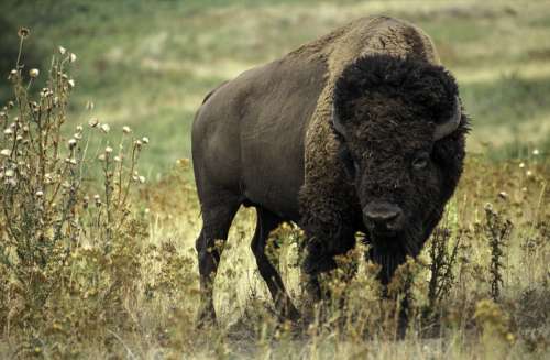 Bison, Oklahoma's State Animal free photo