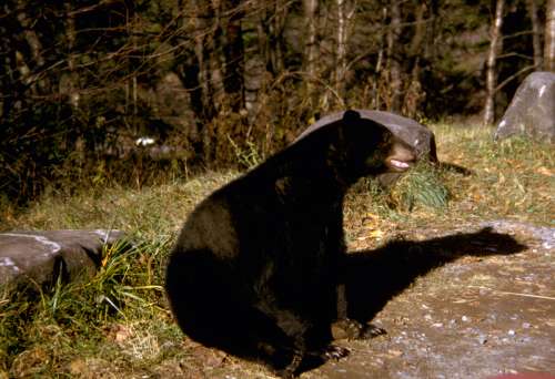 Black Bear in Great Smoky Mountains National Park, Tennessee free photo