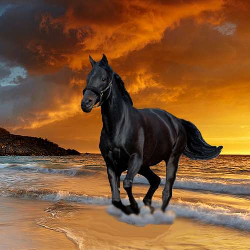 Black Beauty Stallion, Horse free photo