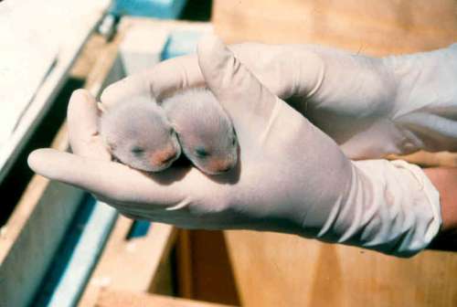 Black-footed ferret kits held in hand free photo