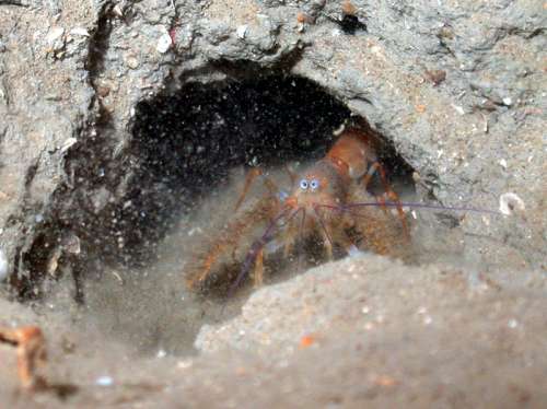 Blind Furry Lobster - Palinurellus gundlachi free photo