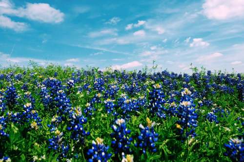 Blue Flower Field in Austin, Texas free photo