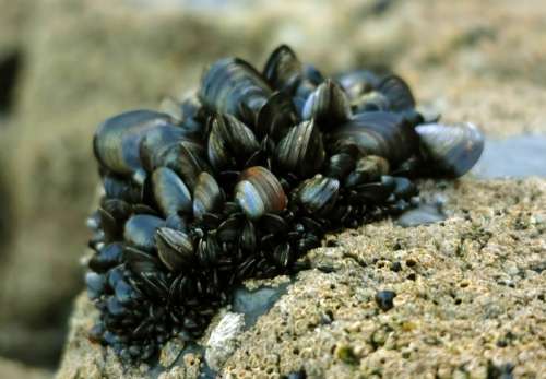 Blue Mussel - Mytilus edulis free photo