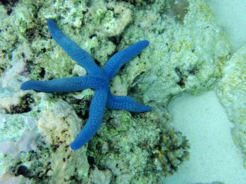 Blue Starfish in the Ocean free photo