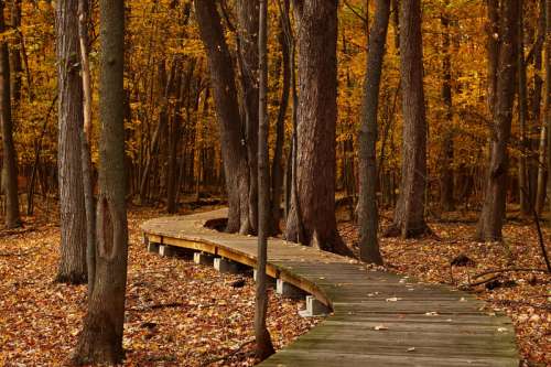 Boardwalk through the forest in Quebec, Canada free photo