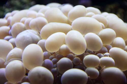 Bubble Coral free photo