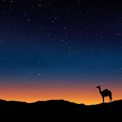 Camel under the stars in Egypt free photo