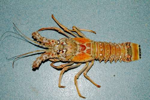 Caribbean spiny lobster - Panulirus argus free photo