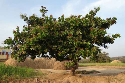 Cashew Nut Tree free photo