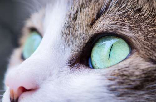 Cat with Green Eyes free photo