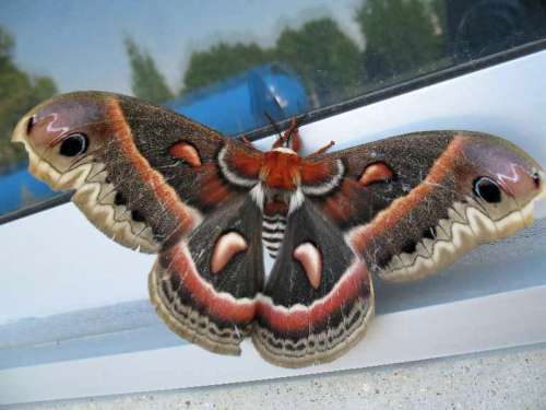 Cecropia Moth landing on Window - Hyalophora cecropia free photo