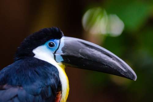 Channel Billed Toucan - Ramphastos vitellinus free photo