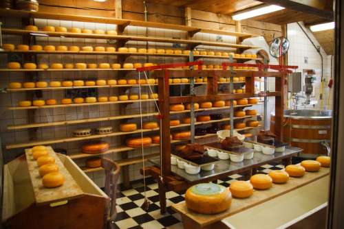 Cheese Factory and cheese products free photo