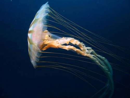 Chrysaora jellyfish close-up free photo