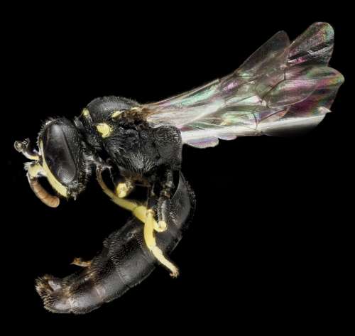 Close up of Bee Anatomy free photo