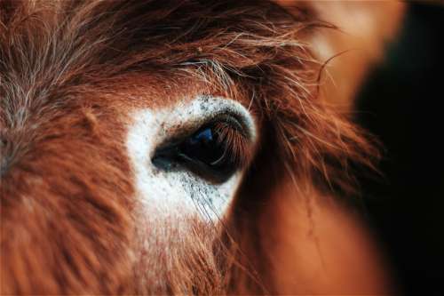 Close-up of horse eye free photo